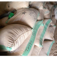 Honey Beans (100kg) - Freshly Picked from Kano