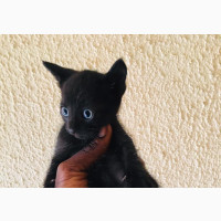 1-3 months Female Purebred Bombay