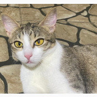 1-3 months Male Mixed Breed Nigerian house cats