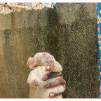 Female Purebred Lhasa Apso Available
