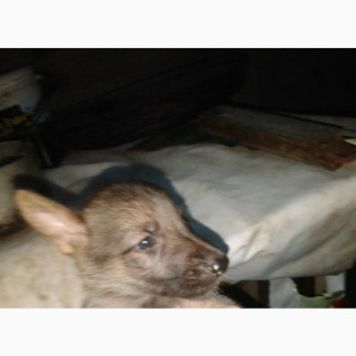 German Shepherd Puppy - Sable Color Male