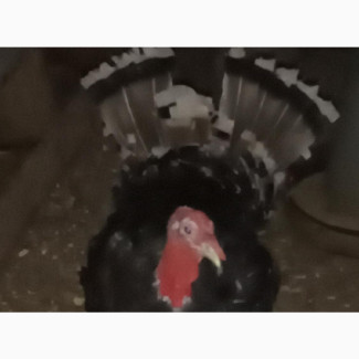 Local Turkey, Point of Lay, Male and Female Available