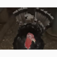 Local Turkey, Point of Lay, Male and Female Available