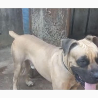 Male Purebred Boerboel for Sale in Ibadan