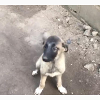 German Shepherd Mixed Breed Puppy - Male