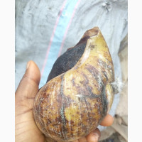 Xtra Large Jumbo Snail Size