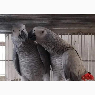 Male and Female African Grey Parrots