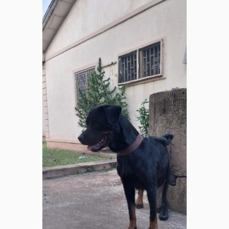 Female Purebred Rottweiler - Excellent for Business or Security