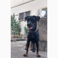 Female Purebred Rottweiler - Excellent for Business or Security