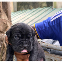 0-1 month Male Purebred Neapolitan Mastiff
