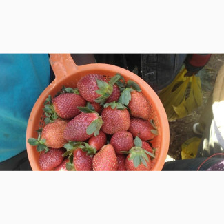 Fresh Wholesale Strawberries for Sale