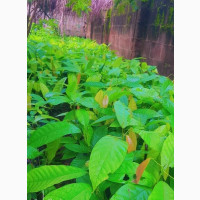 Cocoa Seedlings