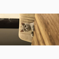 6-12 months Male Purebred British Shorthair