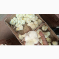 White Cockrel CX