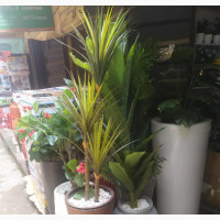 Flower Pot With Tree