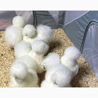 Exotic Silky Chicken - Imported and Fancy