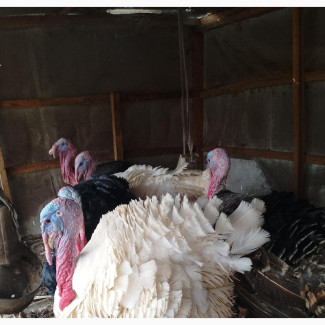 Broilers Chicken and Turkeys Available for Sale