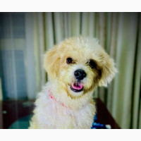 1+ year Male Mixed Breed Poodle