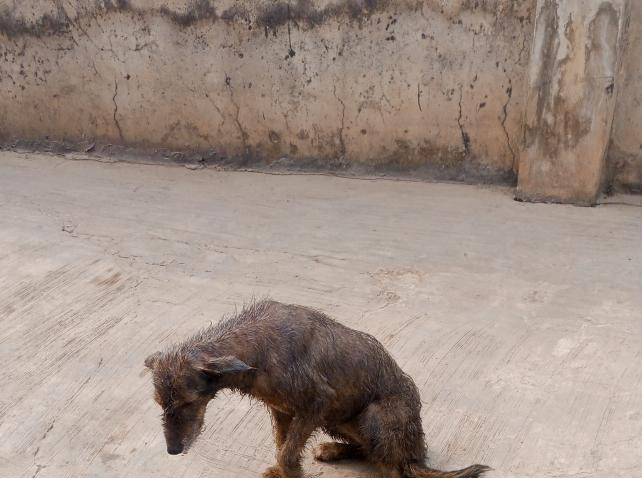 Фото 1/1. 6-12 months Female Mixed Breed Irish Terrier
