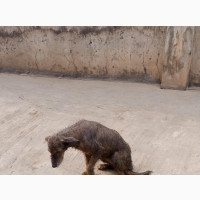 6-12 months Female Mixed Breed Irish Terrier