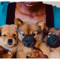 0-1 month Male Mixed Breed Chow Chow