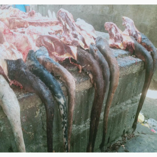 Cow Tail for Sale - Affordable and High Quality