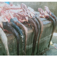 Cow Tail for Sale - Affordable and High Quality