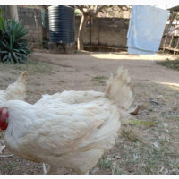 Big Broiler Chicken - Best Quality and Affordable Prices