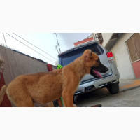German Shepherd Mixed Breed Female Puppy for Sale