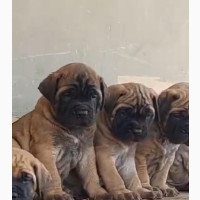 Female Bullmastiff Puppies for Sale