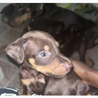 1-3 months Female Purebred Doberman Pinscher