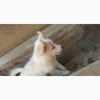 1-3 months Male Mixed Breed American Eskimo