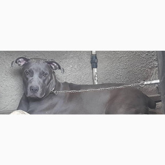 Purebred Cane Corso for Rehoming