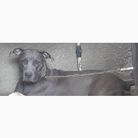 Purebred Cane Corso for Rehoming