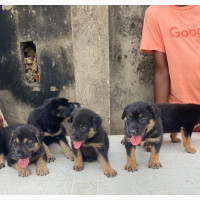 Female Purebred German Shepherd Available for Sale