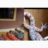 Gecko Repellant Fumigation