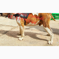 1+ Year Male Purebred Bulldog