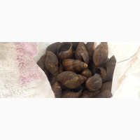 Table Size Snail for Sale