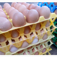 We Sell Fresh Eggs Direct From The Poutry At An A Good Price
