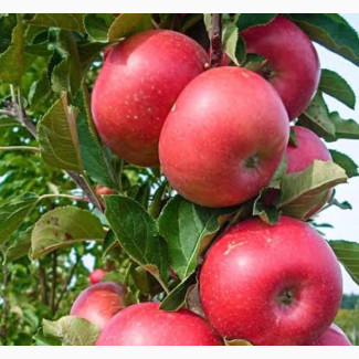 Apple Seedlings (Foreign)