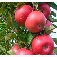 Apple Seedlings (Foreign)