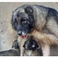 Purebred Caucasian Shepherd Female - 1+ Year Old