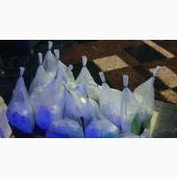Imported Supergene Oilpalms Seed