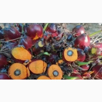 Imported Supergene Oilpalms Seed