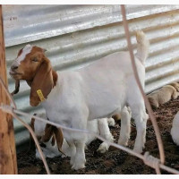 Healthy Boar Goat for Sale