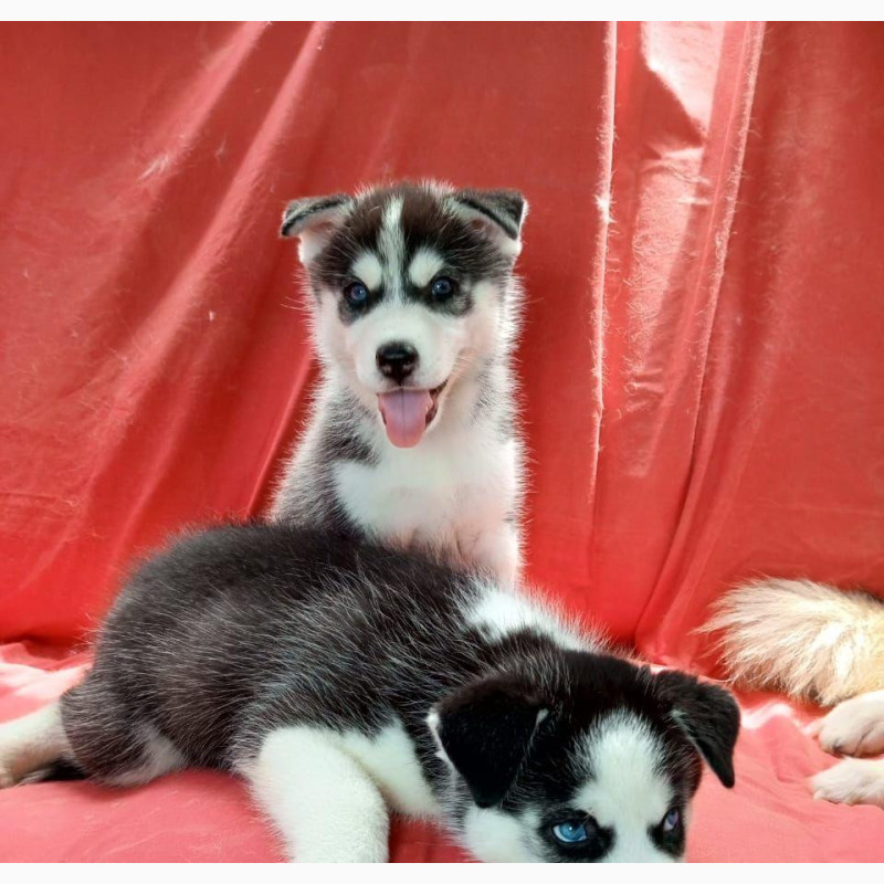 Фото 1/1. 1-3 months Female Mixed Breed Siberian Husky