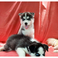 1-3 months Female Mixed Breed Siberian Husky