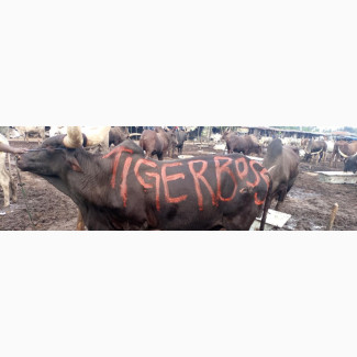 Monthly Cow Sharing
