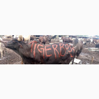 Monthly Cow Sharing